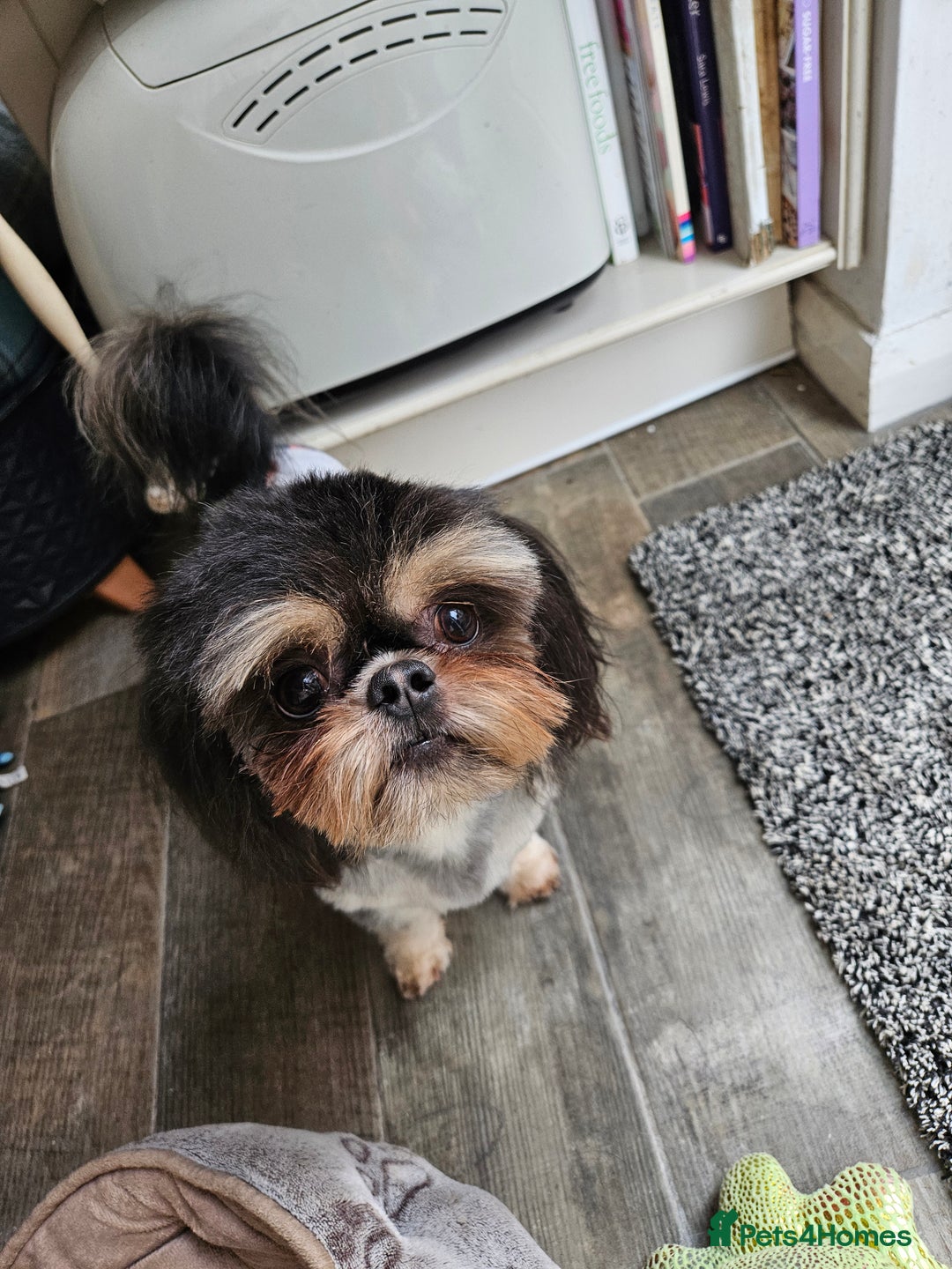 Shih Tzu dogs for stud: Stunning imperial Shih tzu for stud - Advert 6