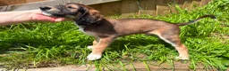 Saluki dogs for sale: Beautiful Saluki pups from champion lines - Advert 13