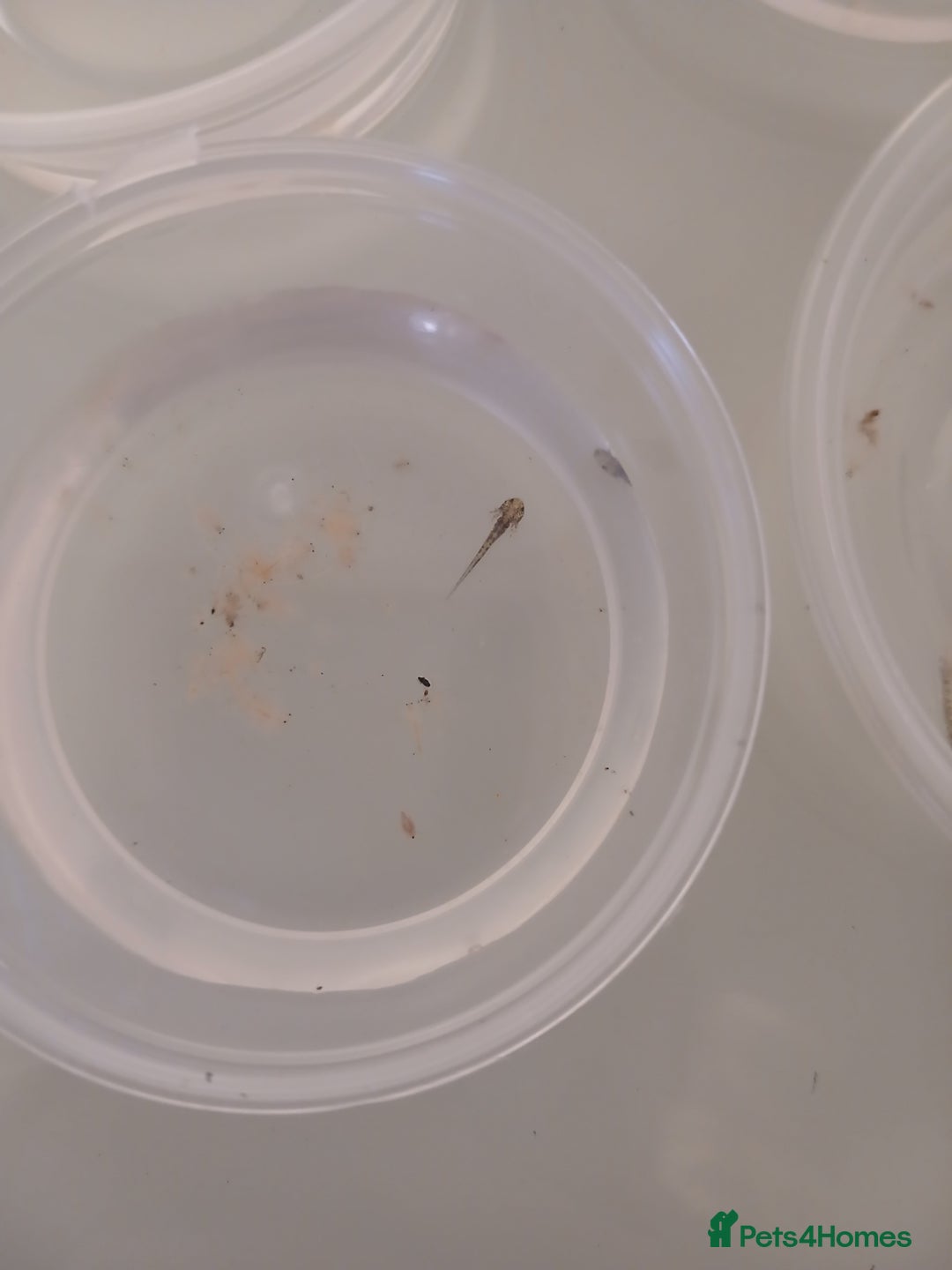 Axolotl reptiles for sale: Baby axolotls  - Advert 1