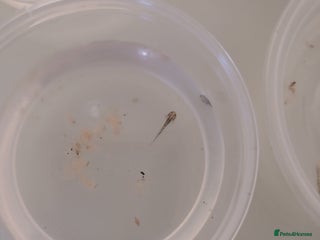 Axolotl reptiles Baby axolotls - Advert 1