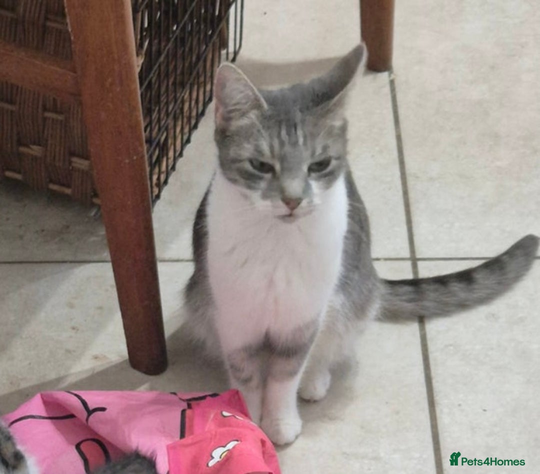Mixed Breed cats for sale: Playful Kitten  - Image 7