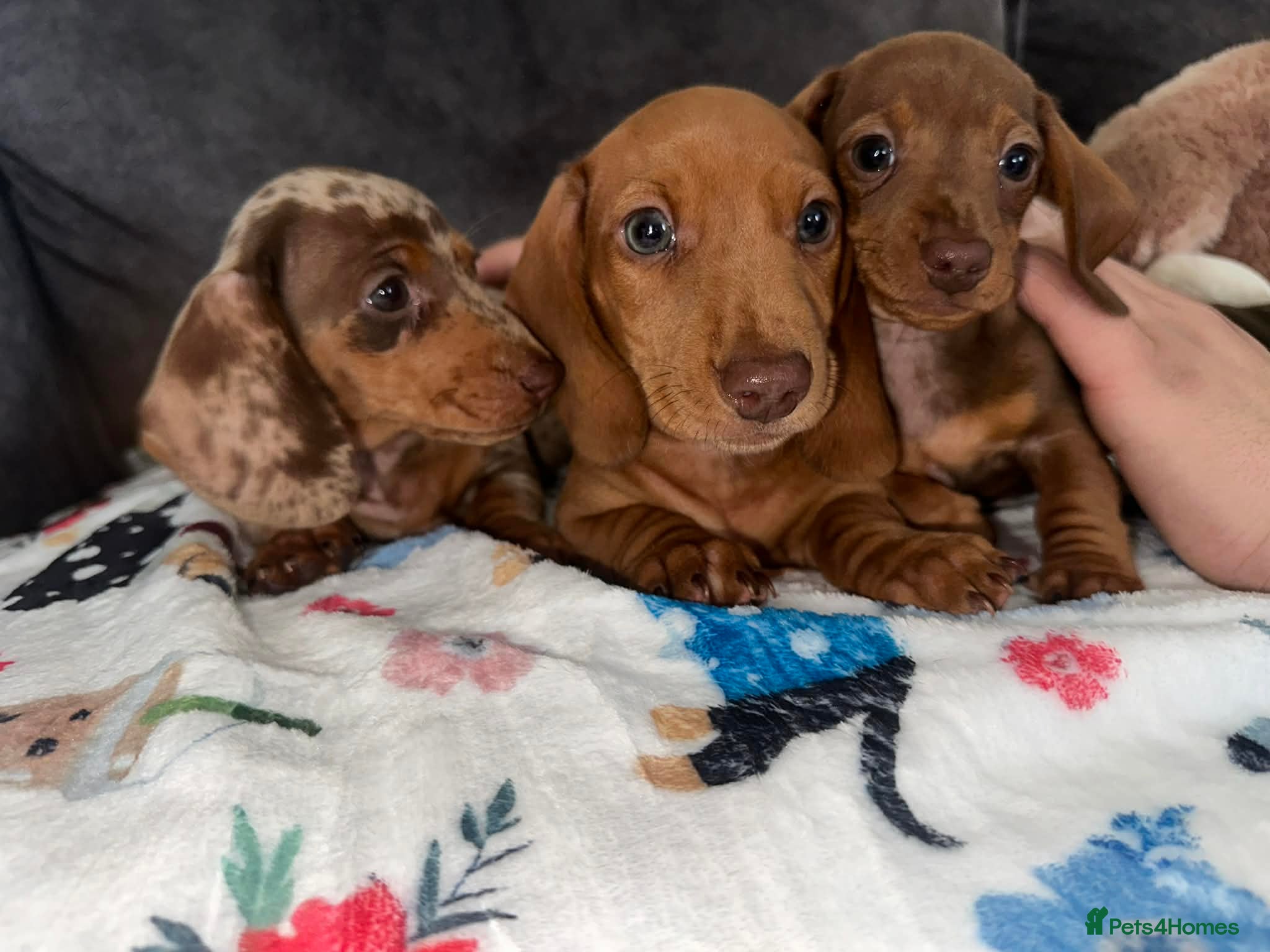 Miniature Dachshund dogs Miniature dachshunds ⭐️1 Boy 1 Girl ⭐️ - Advert 9