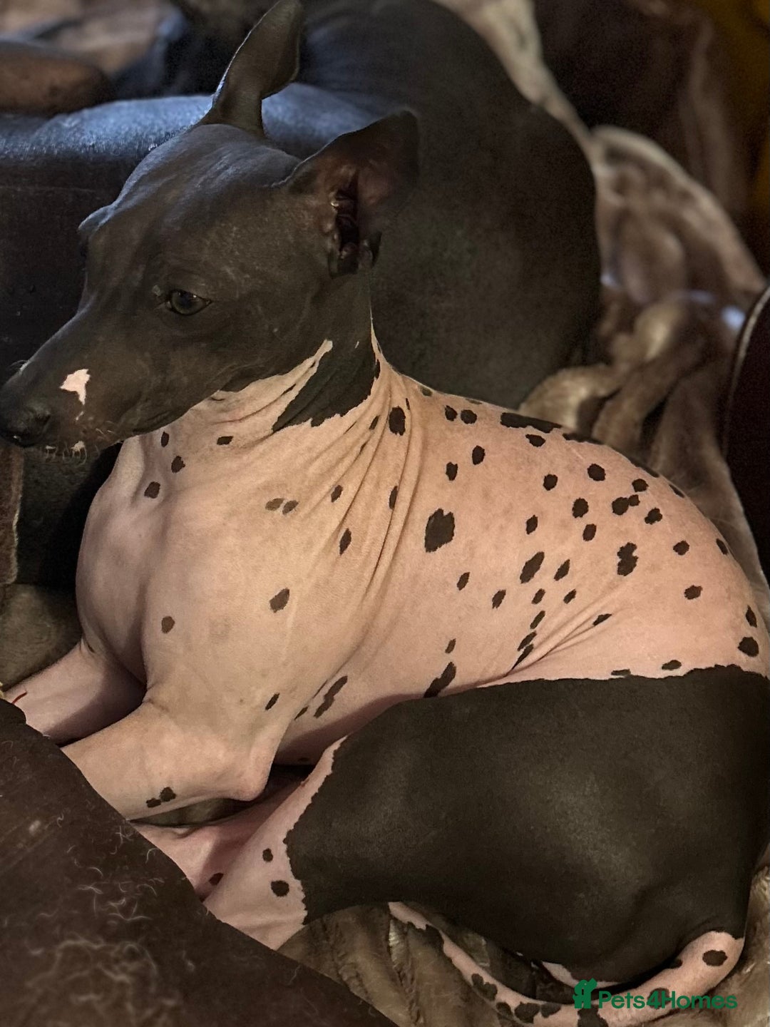 Mexican Hairless dogs for sale: Mexican Hairless, - Image 3