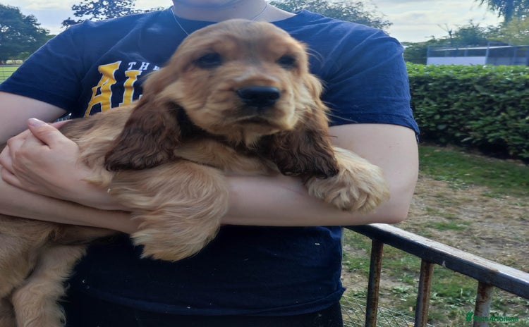 Cocker Spaniel dogs - Advert 1