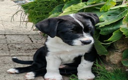 Mixed Breed dogs for sale:  ALL PUPPIES NOW SOLD - Image 14
