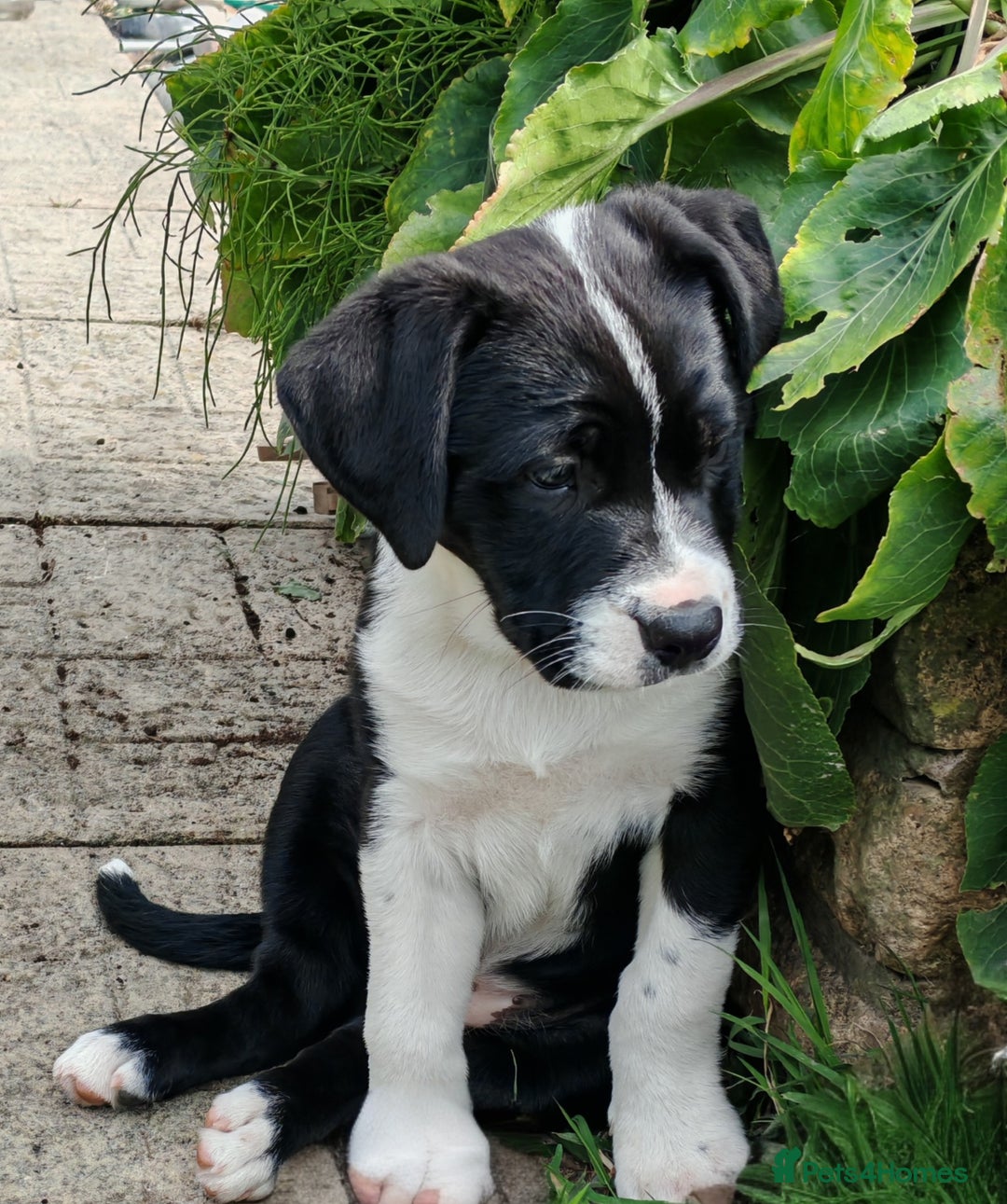 Mixed Breed dogs for sale:  ALL PUPPIES NOW SOLD - Image 14