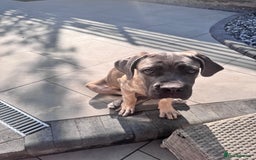 Cane Corso dogs for sale: Male Cane Corso - Image 11
