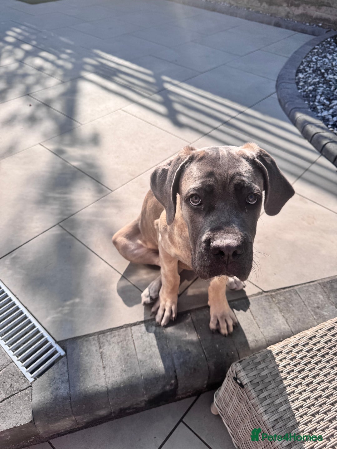 Cane Corso dogs for sale: Male Cane Corso - Image 11