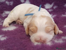 Cockapoo dogs Stunning F1 Cockapoos Available - Advert 4