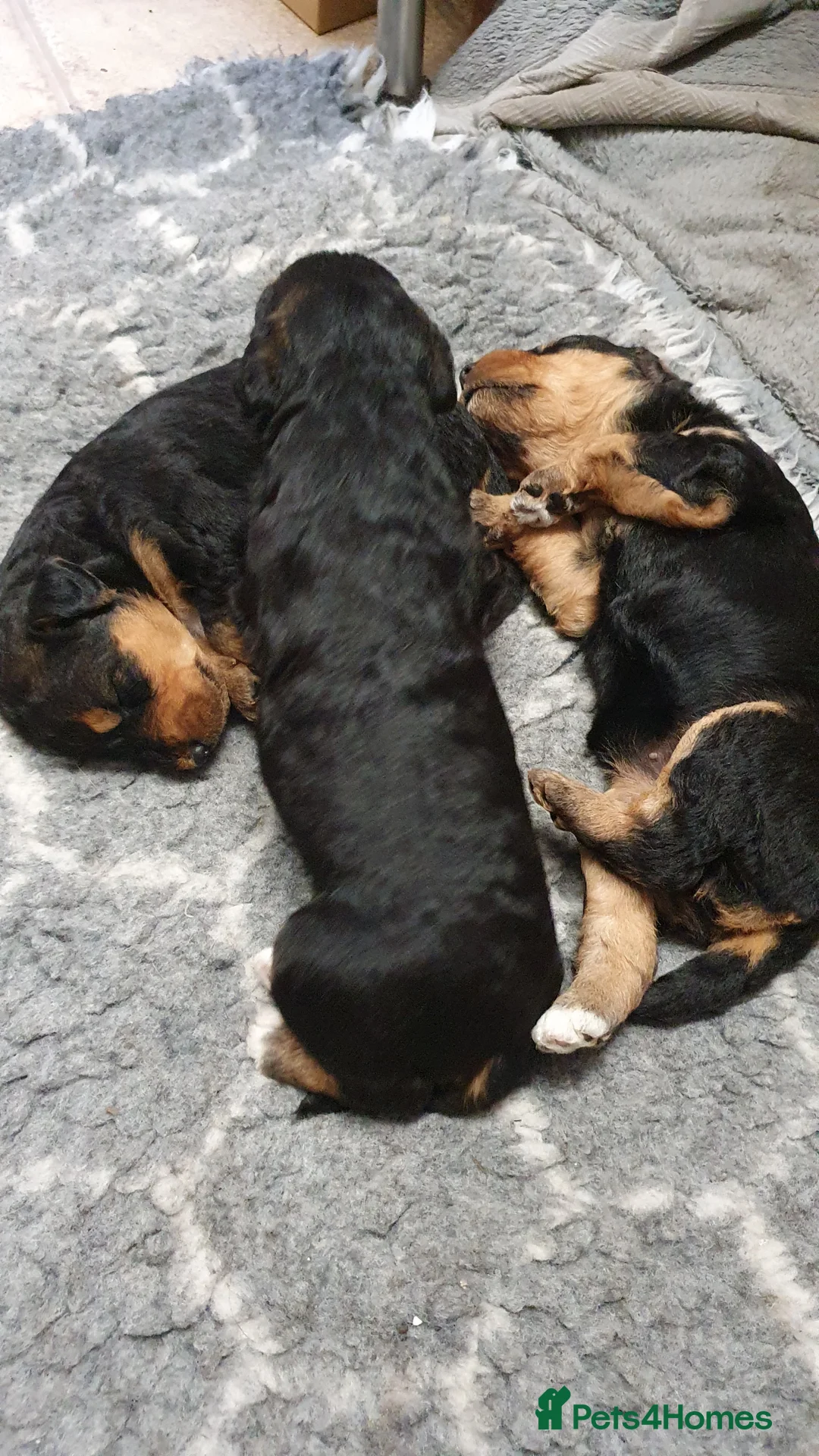Airedale Terrier dogs for sale: Airedale puppies from health tested parents  - Advert 3