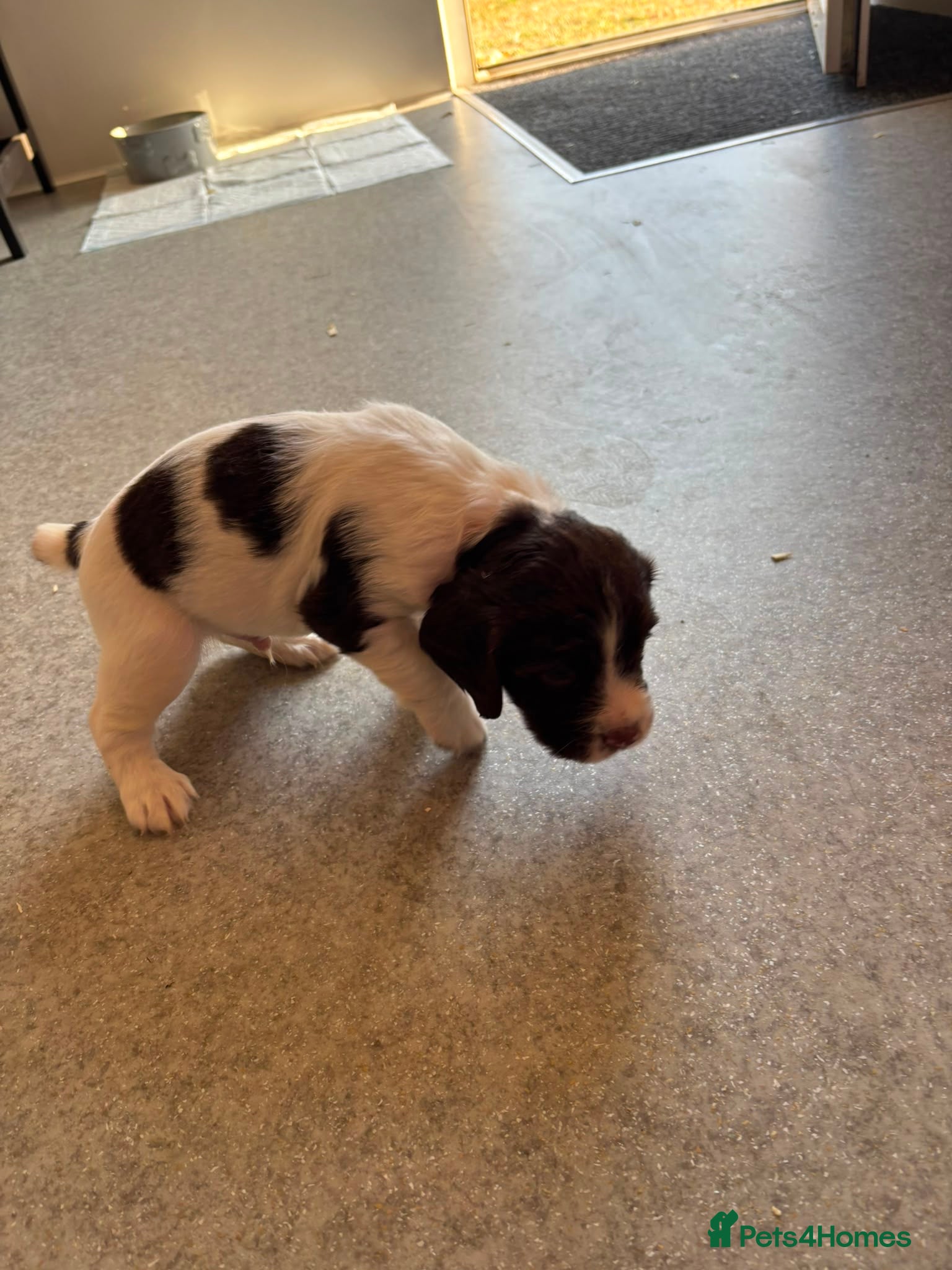 English Springer Spaniel dogs Beautiful English springer Spaniels  - Advert 2