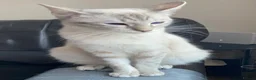 Ragdoll cats for sale: Beautiful Ragdoll x Siamese kittens - Advert 10