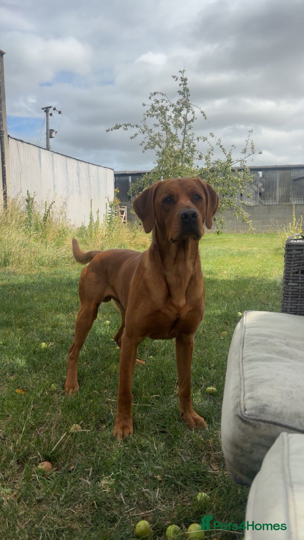 Labrador Retriever dogs Red fox Labrador for stud  - Advert 5