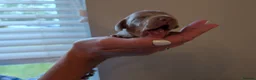 Miniature Dachshund dogs for sale: 🐾 KC Registered Miniature Daachunds 🐾 - Advert 10