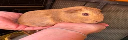 Guinea Pig rodents for sale: Ready to leave now 3 boars left - Advert 5