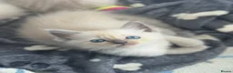 Ragdoll cats for sale: ⭐️ Meet Our Beautiful Ragdoll Babies ⭐️ - Advert 19