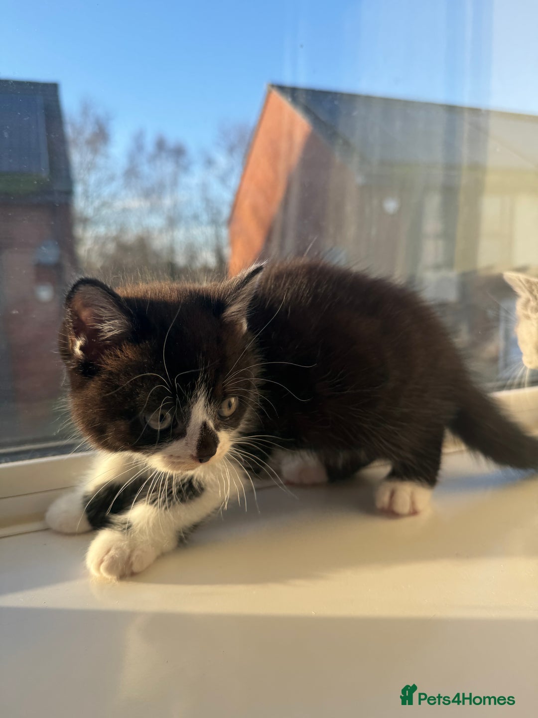 British Shorthair cats for sale: Playful British Shorthair Kittens  - Advert 10