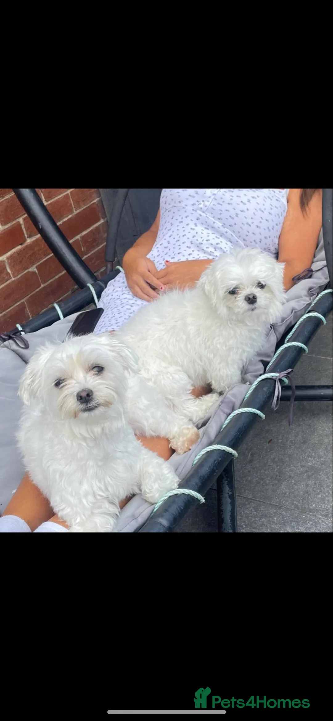 Maltese dogs for stud: Fabulous proven miniature Maltese for stud 🌟 in South Shields - Advert 4