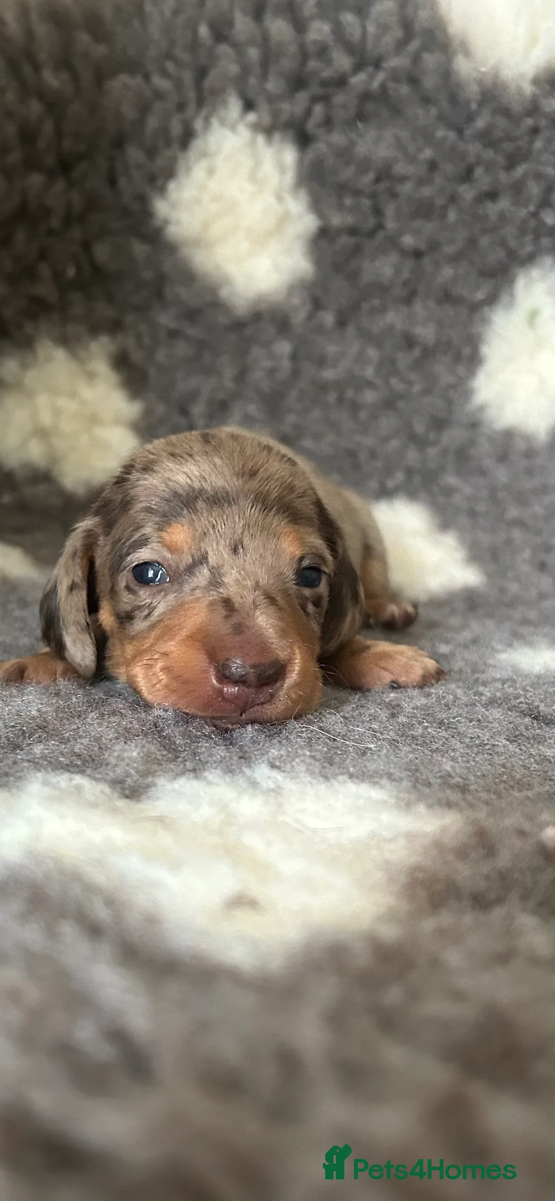 Miniature Dachshund dogs for sale: KC Registered Miniature Smooth Dachshund Puppies   - Advert 17