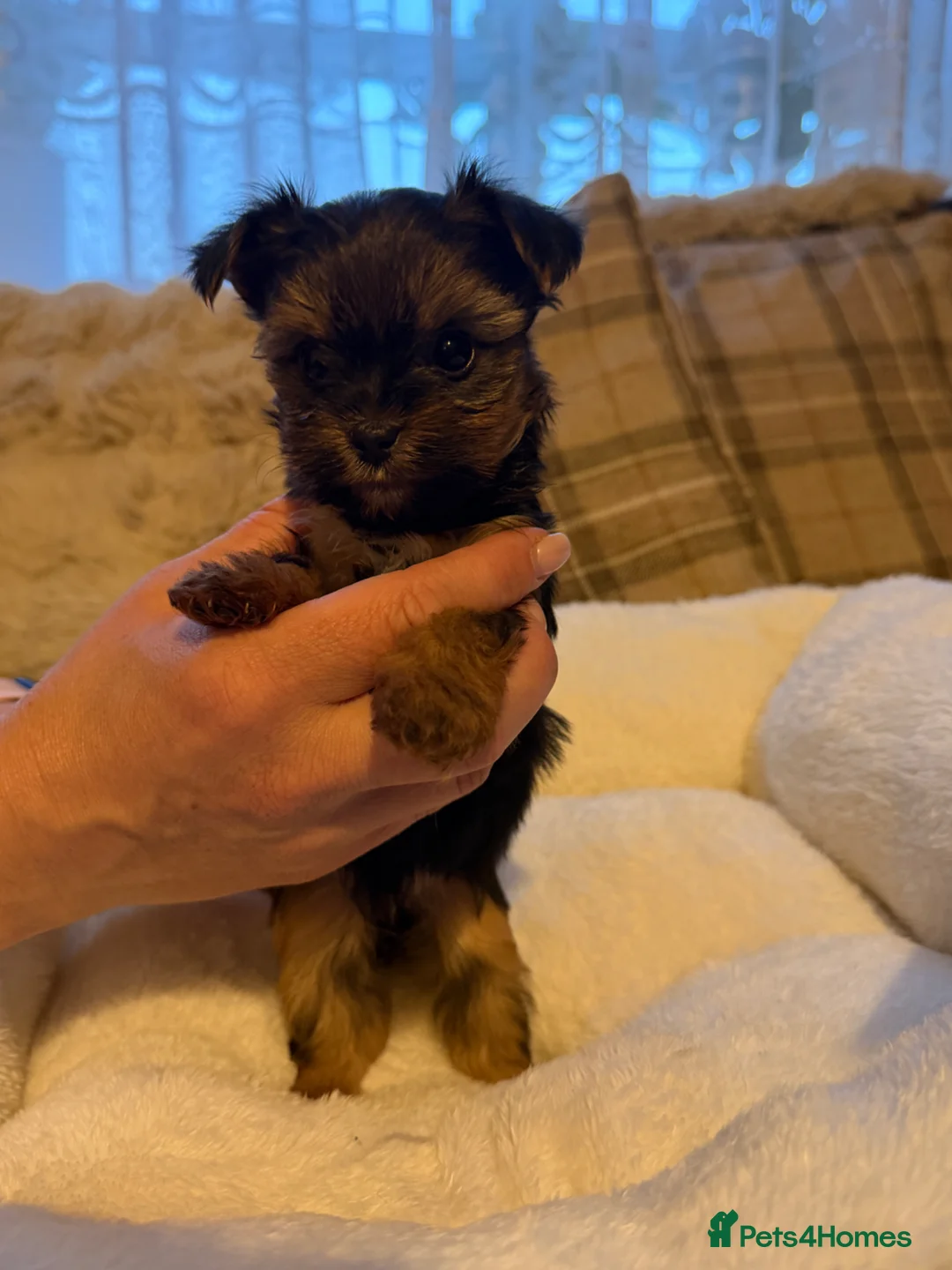 Mixed Breed dogs for sale: Adorable Yorkie / Biewer Puppies  - Advert 2