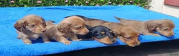 Miniature Dachshund dogs for sale: STUNNING MINI LONG HAIR KC REG PRA CLEAR - Advert 10