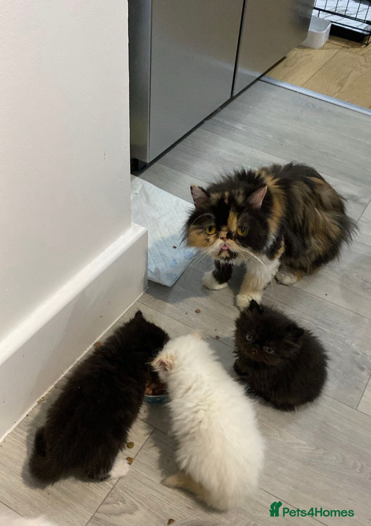 Persian cats REDUCED NALA 1 Beautiful Red Point Persian FEMALE - Advert 2