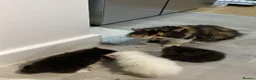 Persian cats for sale: Beautiful Red Point Persian Cats Looking for Homes - Advert 3
