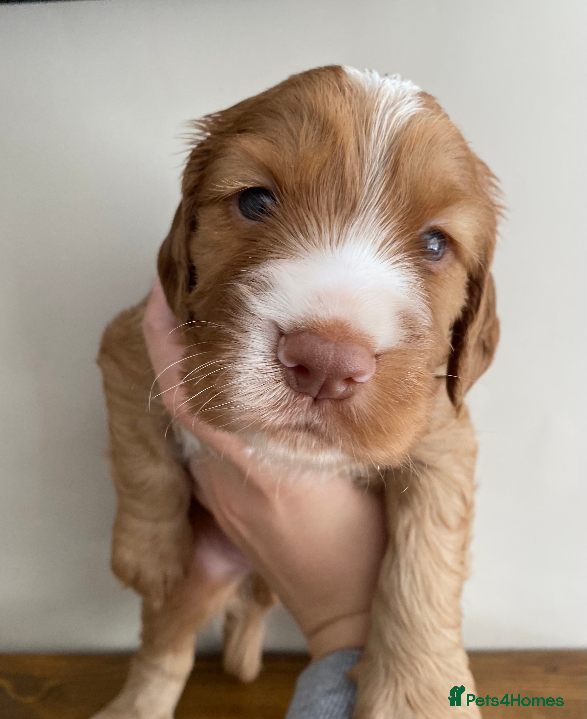 Cocker Spaniel dogs Working Cocker Spaniel Puppies for sale - Advert 1