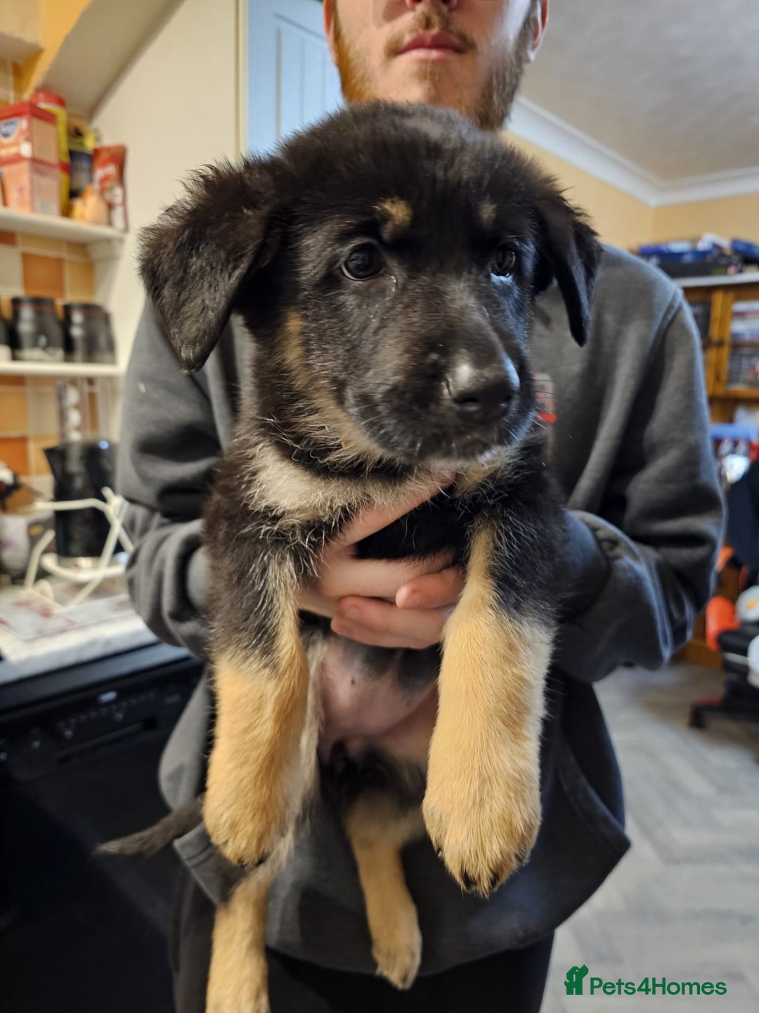 Mixed Breed dogs for sale: German Shepherd x lab pups for sale - Advert 13