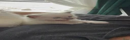 Ragdoll cats for sale: Ragdoll kittens 2 girls 1 boy - Advert 14