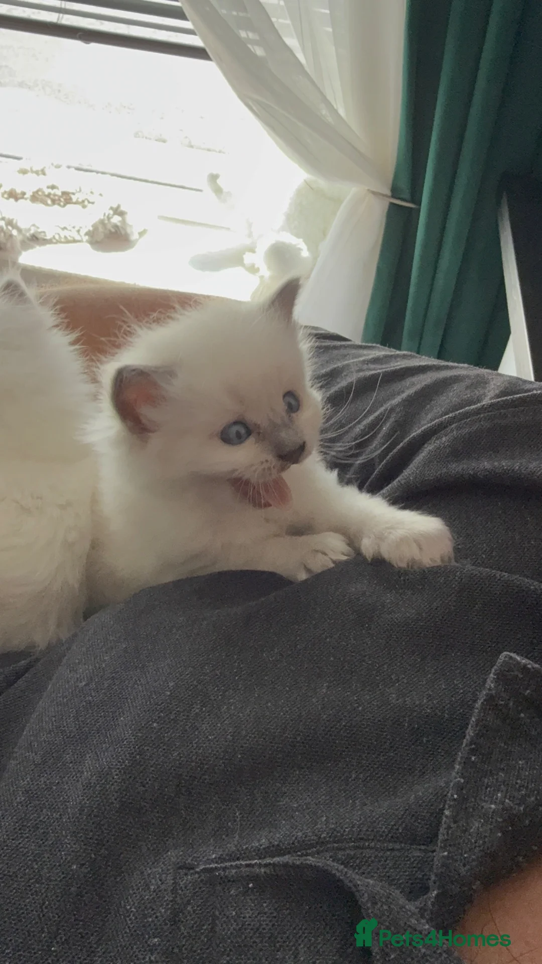 Ragdoll cats for sale: Ragdoll kittens 2 girls 1 boy - Advert 14