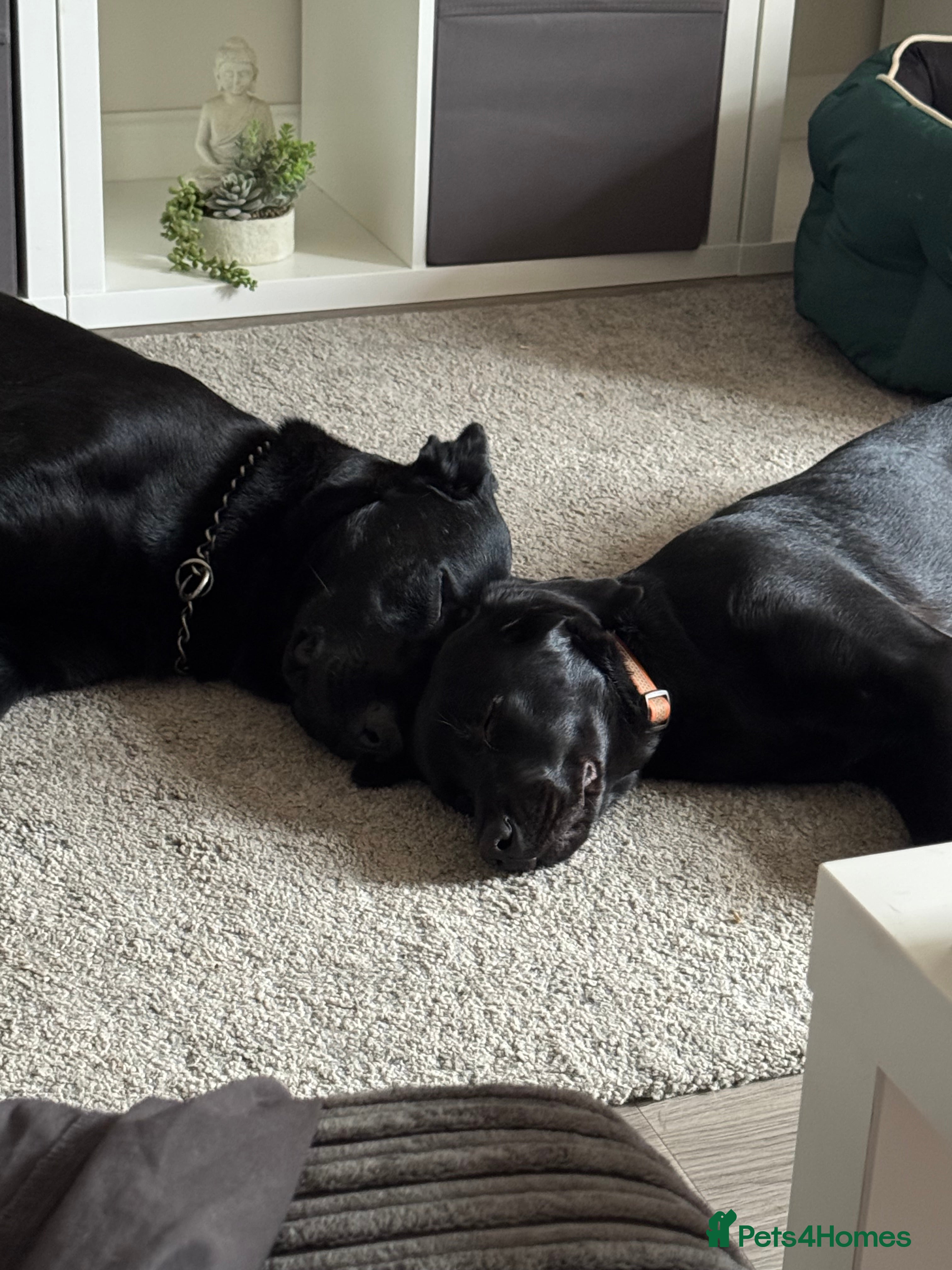 Mixed Breed dogs Absolute gentleman of a dog  - Advert 1