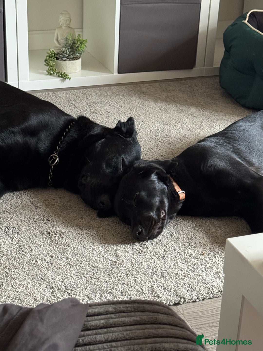 Mixed Breed dogs for sale: Absolute gentleman of a dog  - Advert 1