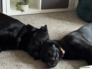 Mixed Breed dogs Absolute gentleman of a dog - Advert 1