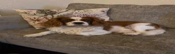 Cavapoo dogs for sale: Highland Cavapoos in Keith - Advert 2