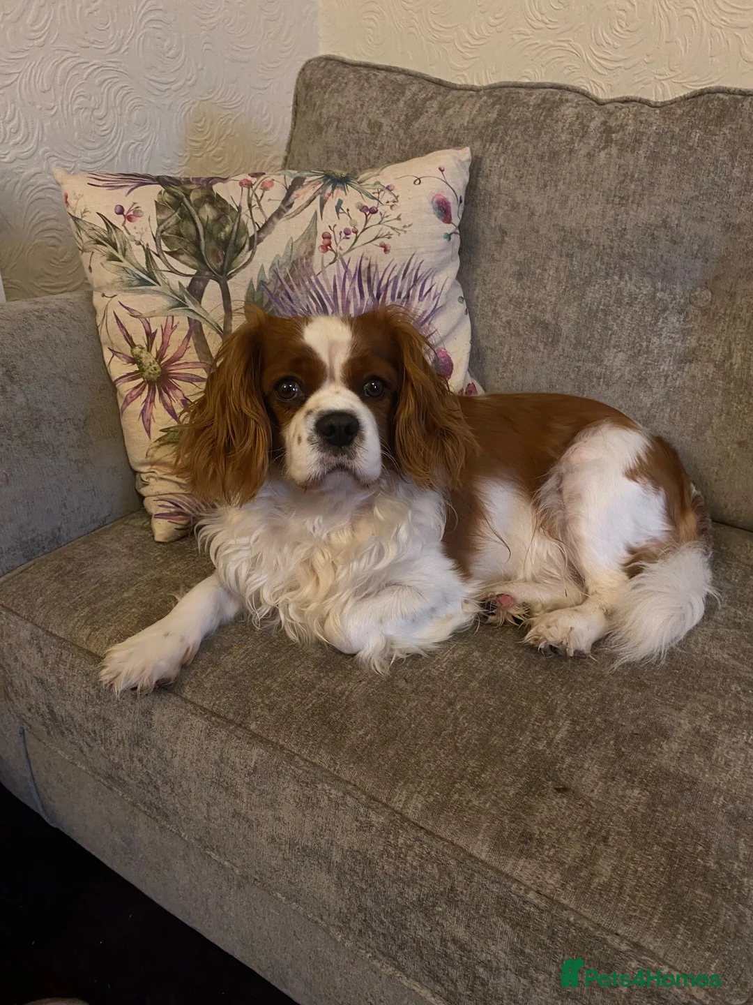 Cavapoo dogs for sale: Highland Cavapoos in Keith - Advert 2