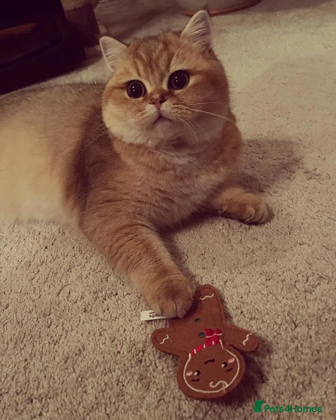 British Shorthair cats for stud: Love Bug NY12 for Stud Duties ONLY in Alton - Advert 8