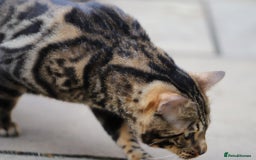 Bengal cats for sale: Looking for the best homes for our retired Bengals - Image 13