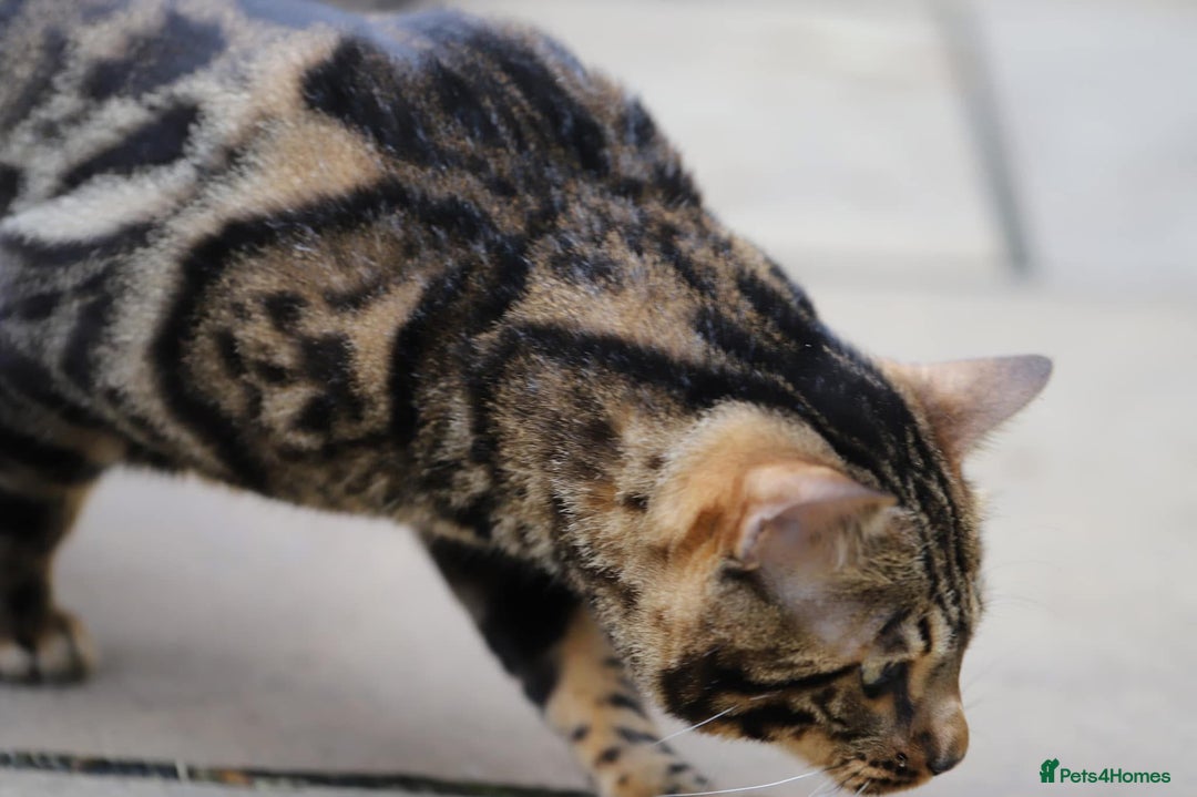 Bengal cats for sale: Looking for the best homes for our retired Bengals - Image 13
