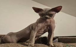 Devon Rex cats for sale: One Liliac boy available in Manchester - Image 6