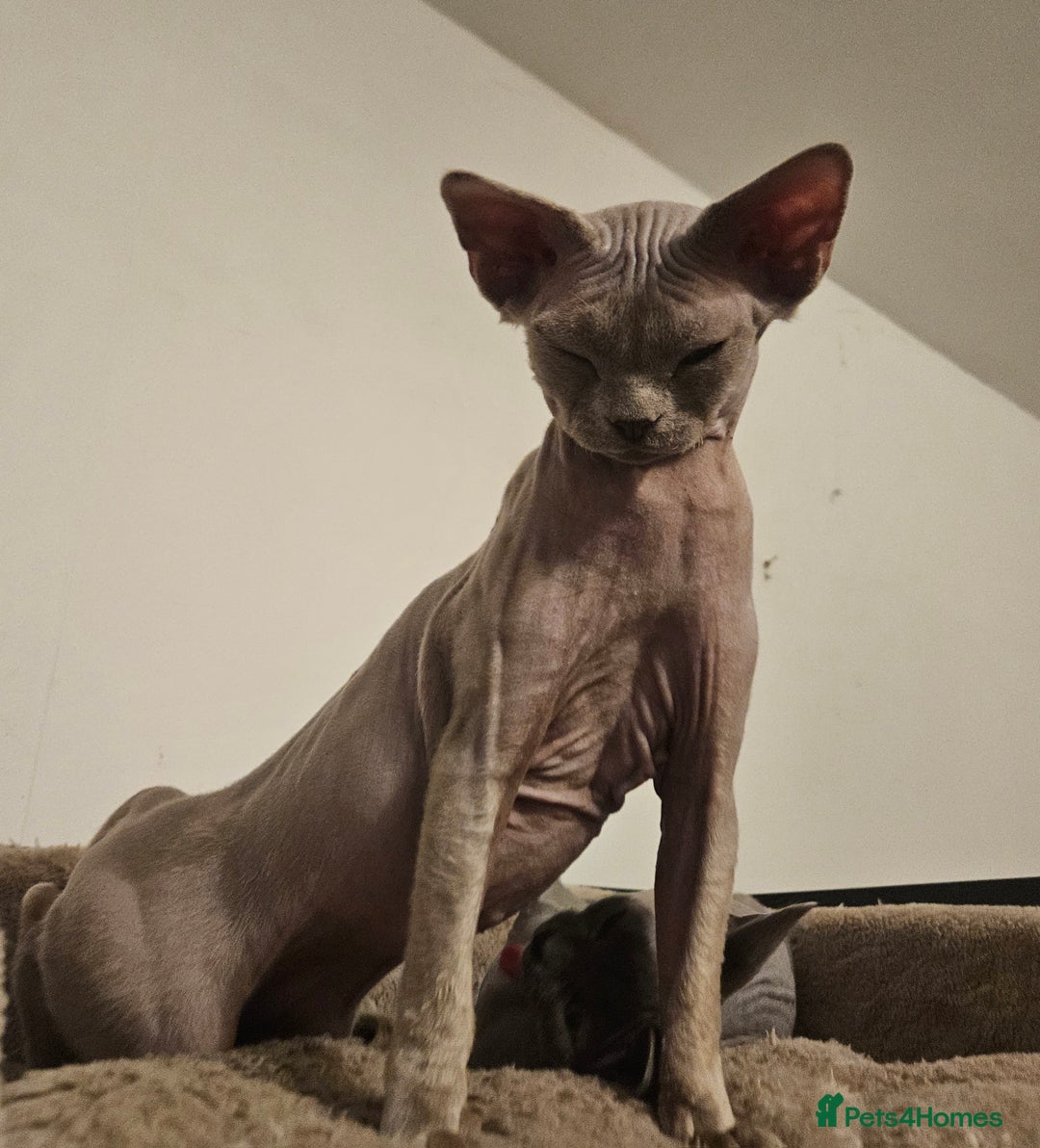 Devon Rex cats for sale: One Liliac boy available in Manchester - Image 6