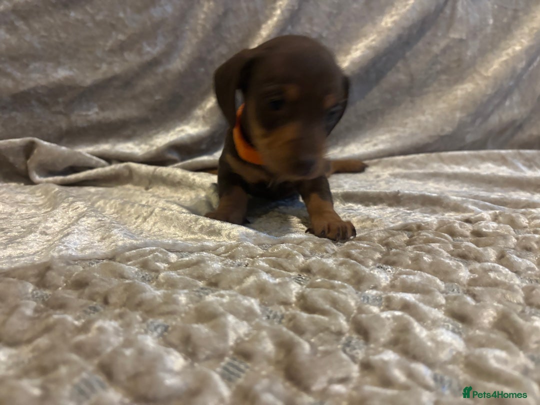 Miniature Dachshund dogs for sale: Mini Dachshund Available - Advert 11