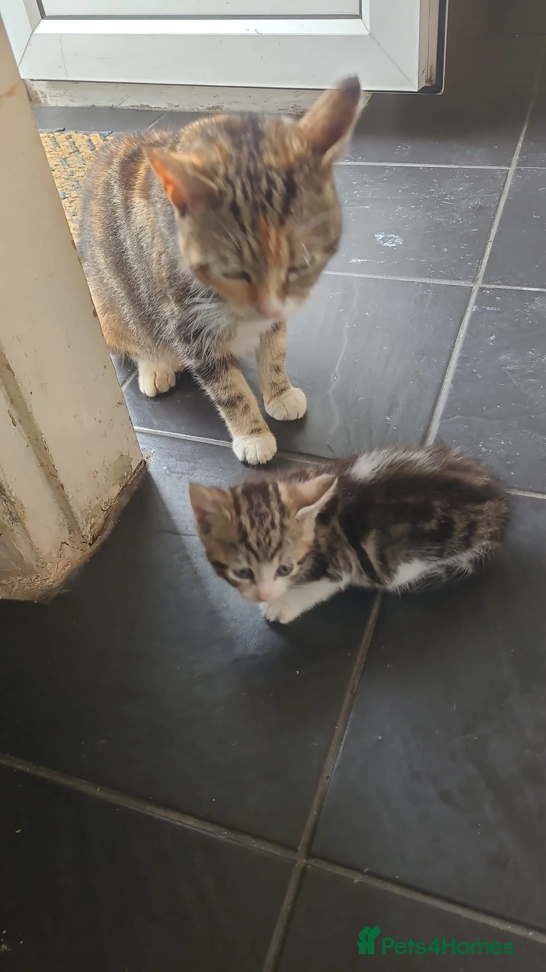 Mixed Breed cats for sale: beautiful tabby kitten 8 weeks old - Advert 1