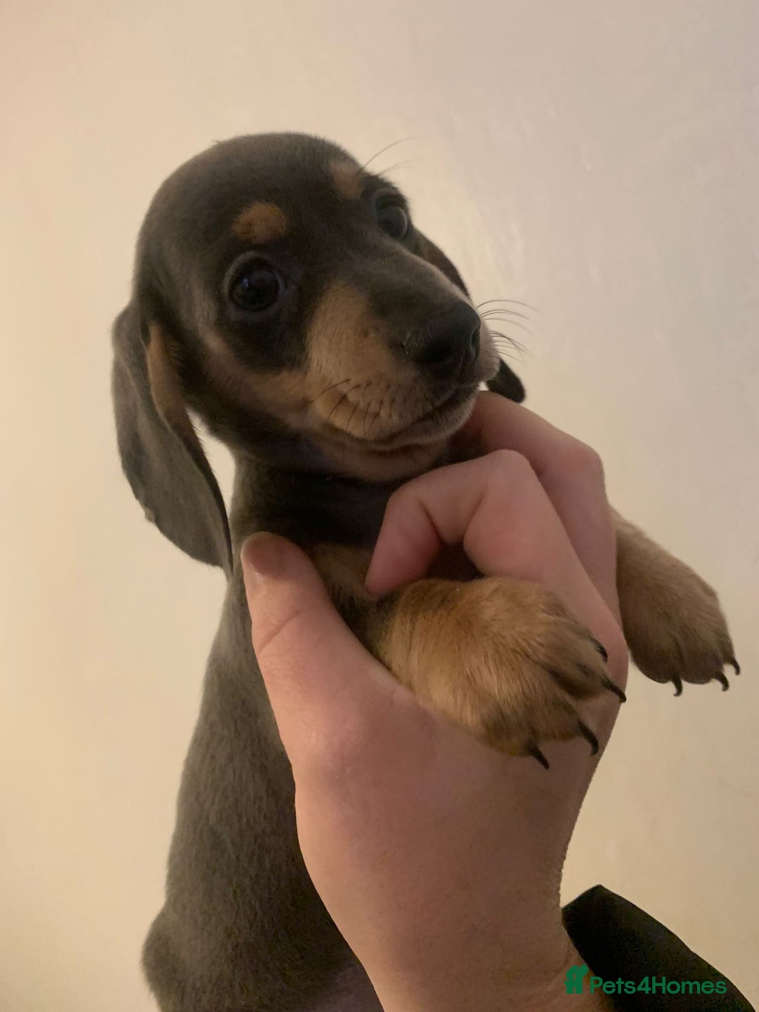 Miniature Dachshund dogs for sale: Reduced!!K.C miniature daschunds Ready to go!! - Image 15