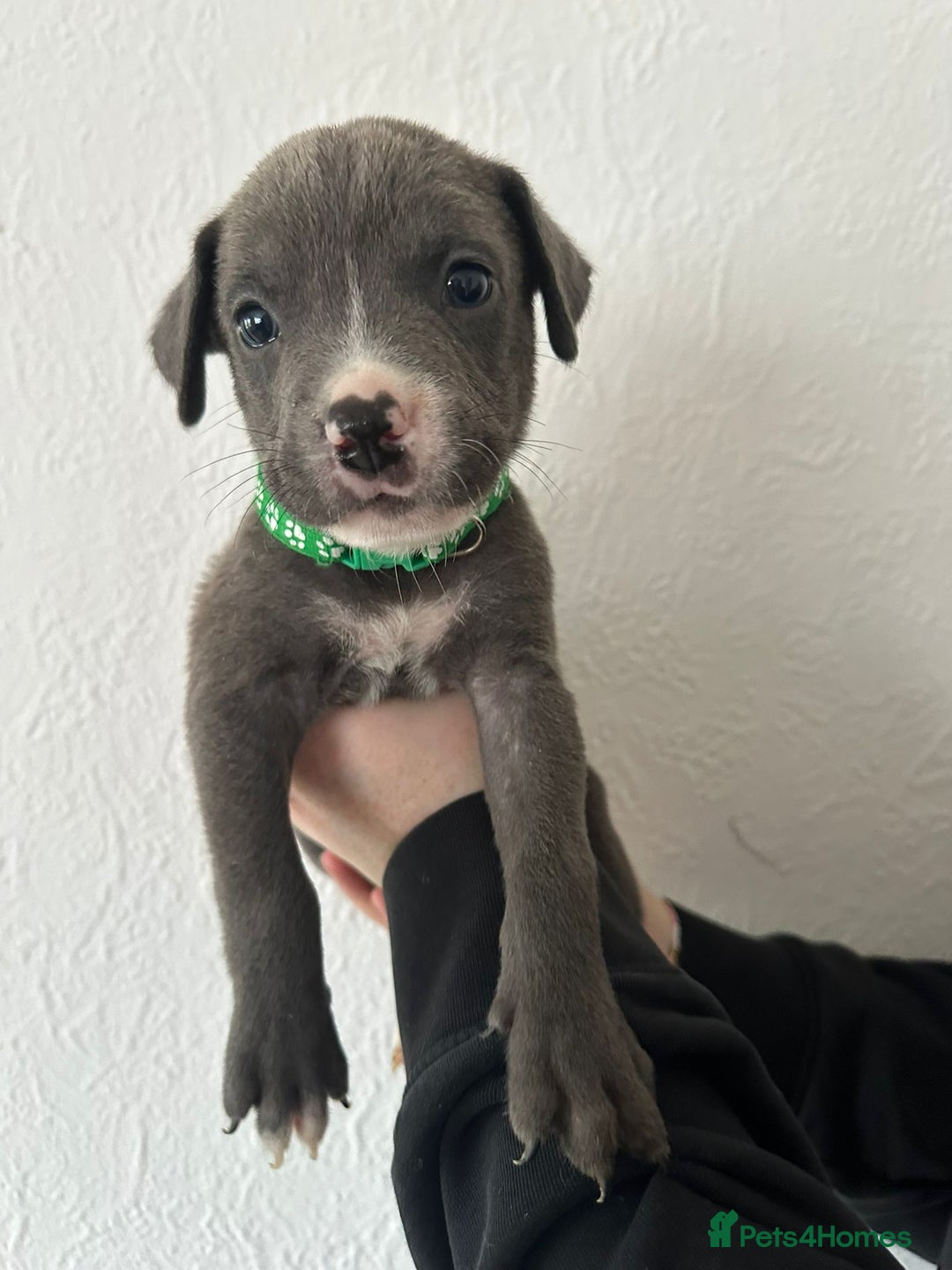 Mixed Breed dogs for sale: Cane corso x alpha blue bulldog puppies  - Advert 11