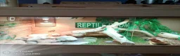 Bearded Dragon reptiles for sale: Female bearded dragon  in Bristol - Advert 3