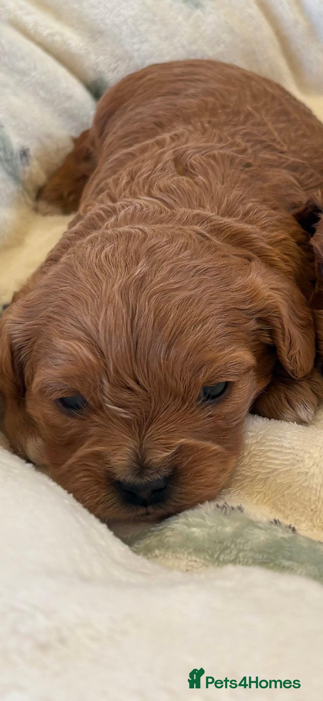 Cavapoo dogs for sale: F1 Toy Cavapoo Puppy’s! - Advert 13