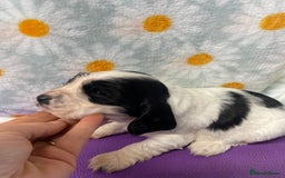 Cocker Spaniel dogs for sale: Beautiful show cocker spaniel babies - Image 2