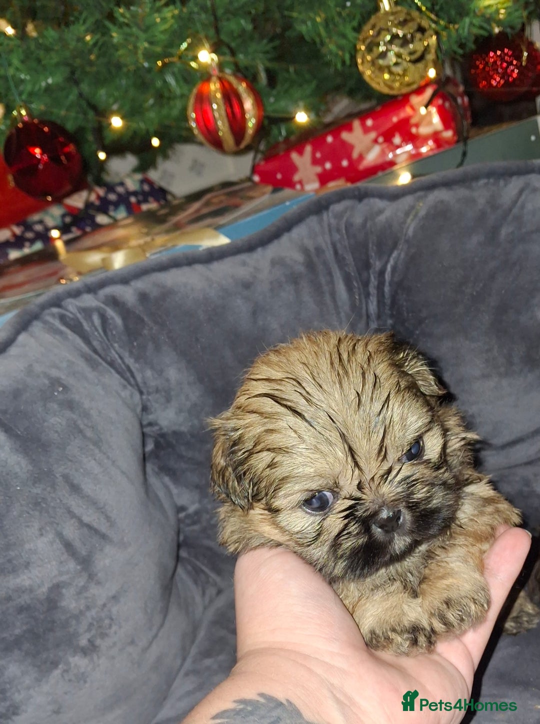 Shih Tzu dogs for sale: KC Reg Imperial Shih Tzu Puppies –  **  Ready - Advert 5