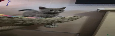 British Shorthair 2